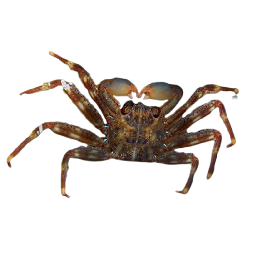 Sally Lightfoot Crab