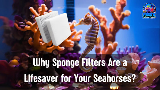 Why Sponge Filters are a Life Saver?