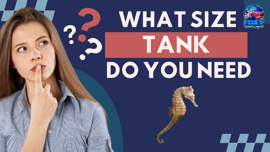 What Size Tank Do You Need for a Seahorse Aquarium