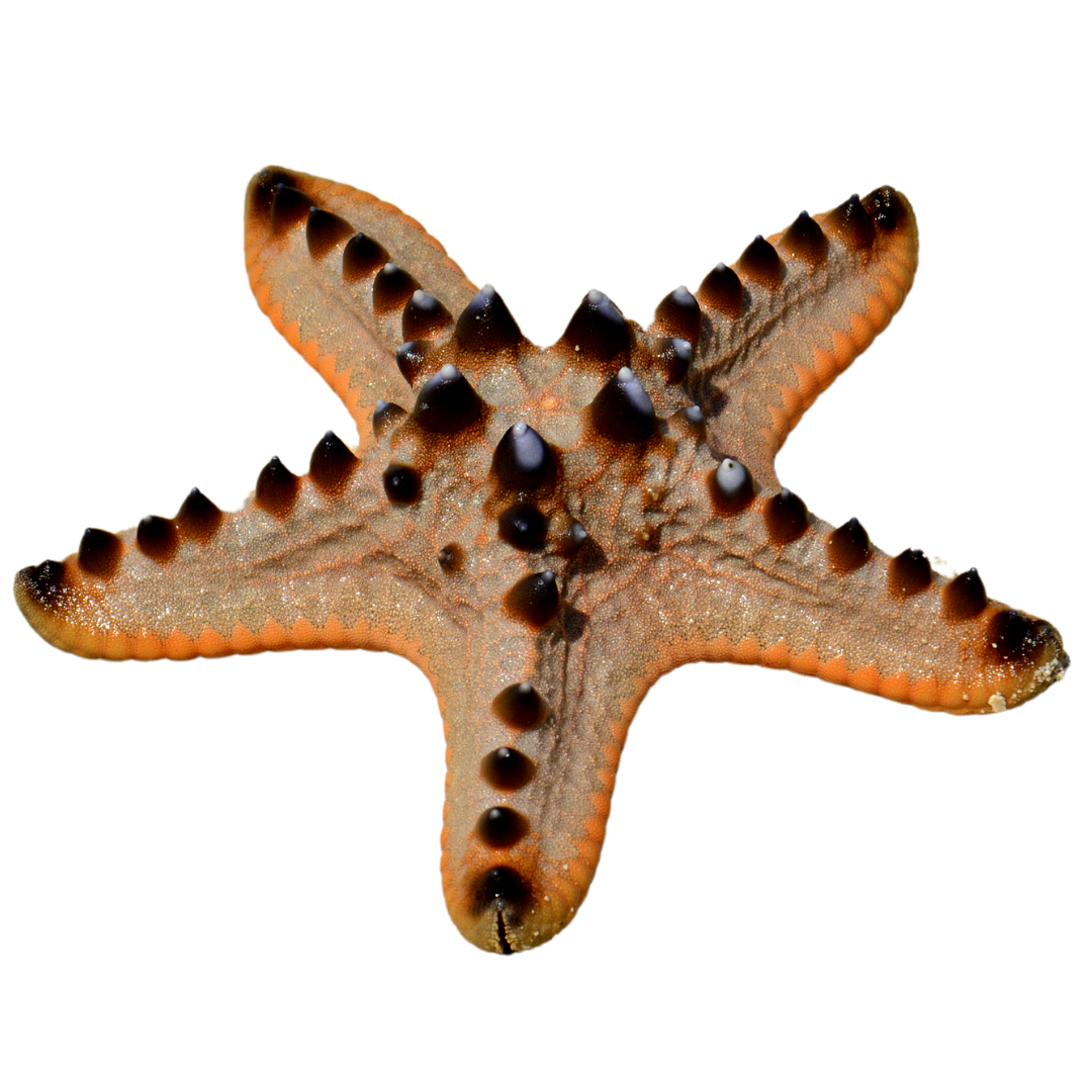 Chocolate Chip Starfish