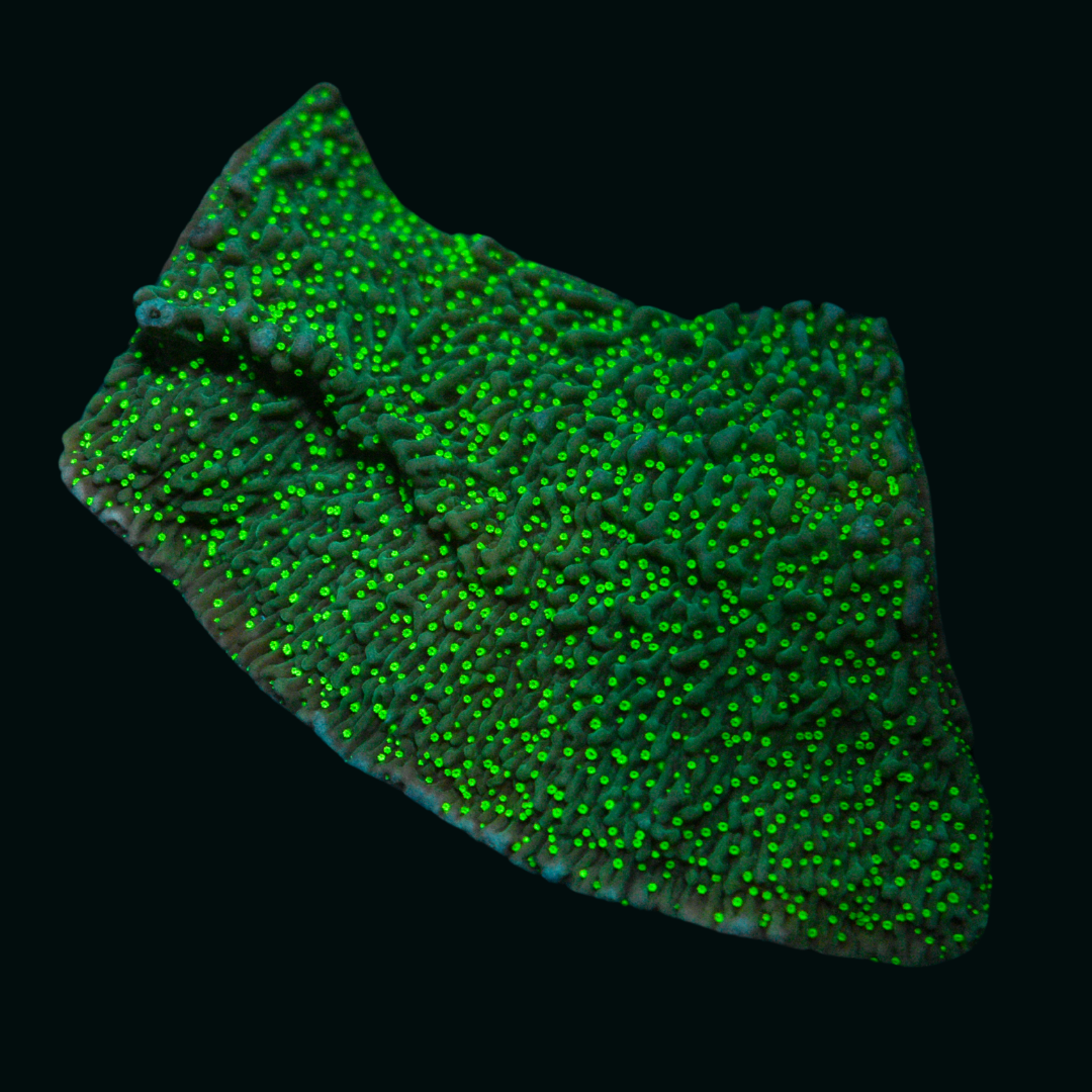 WYSIWYG Green Montipora 4