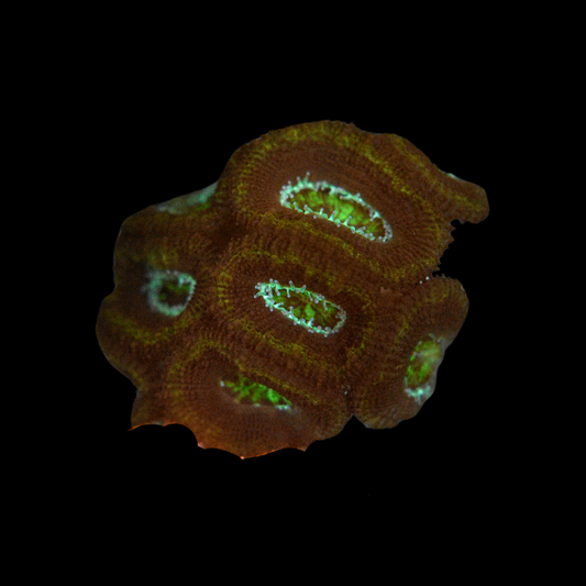 Acan Coral Frag 7