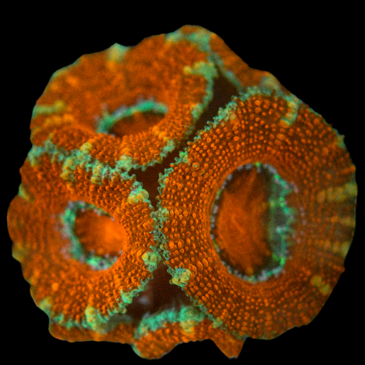 Acan Coral Frag 8