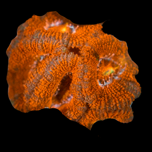 Acan Coral Frag 6