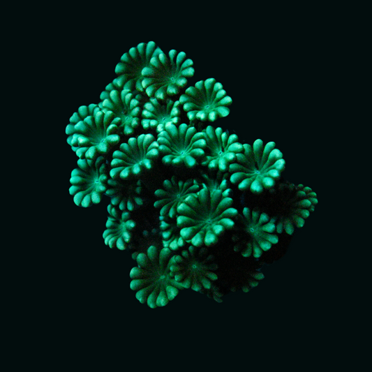 WYSIWYG Alveopora Coral 2