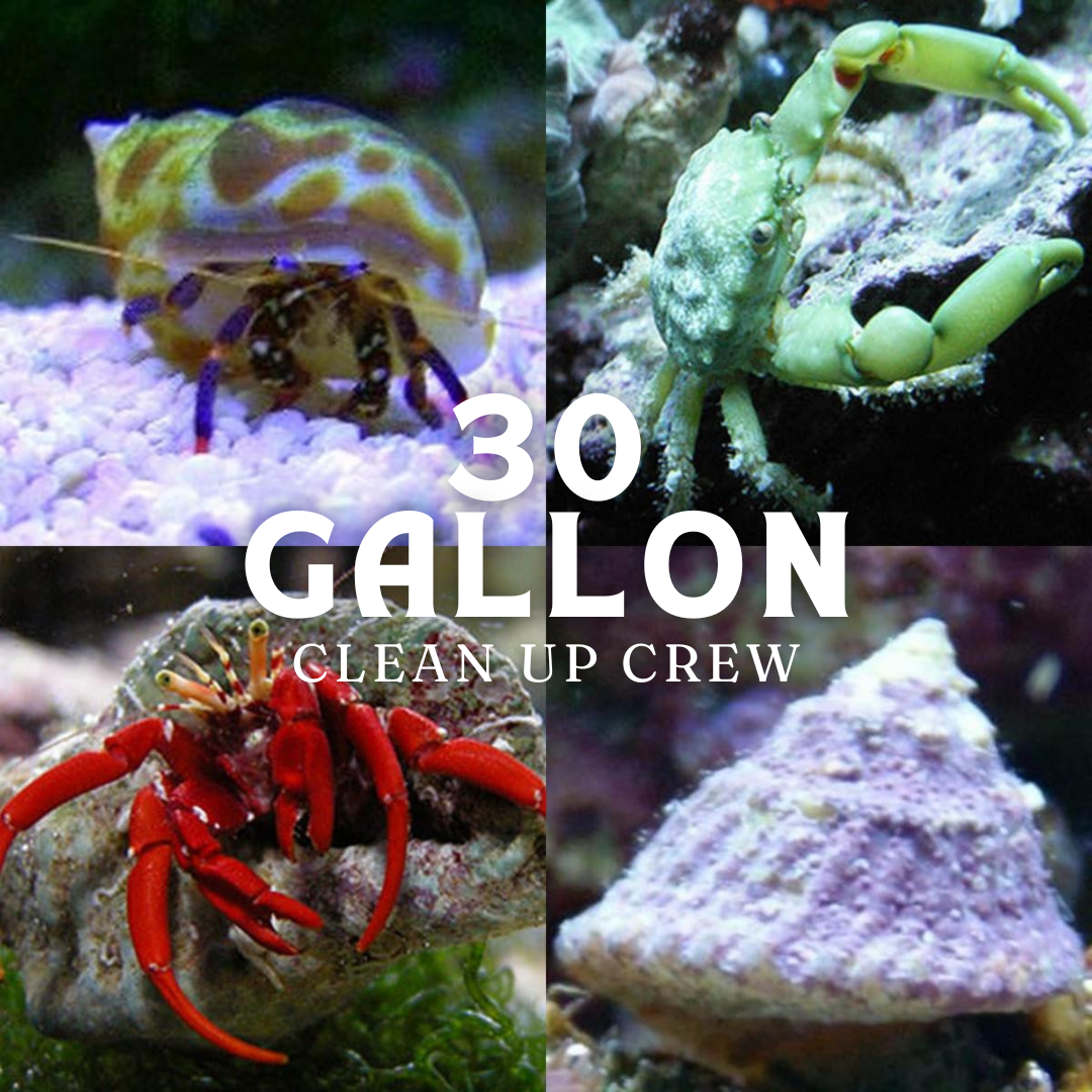 Clean Up Crew 30 Gallon Tank - A Reef Safe Package