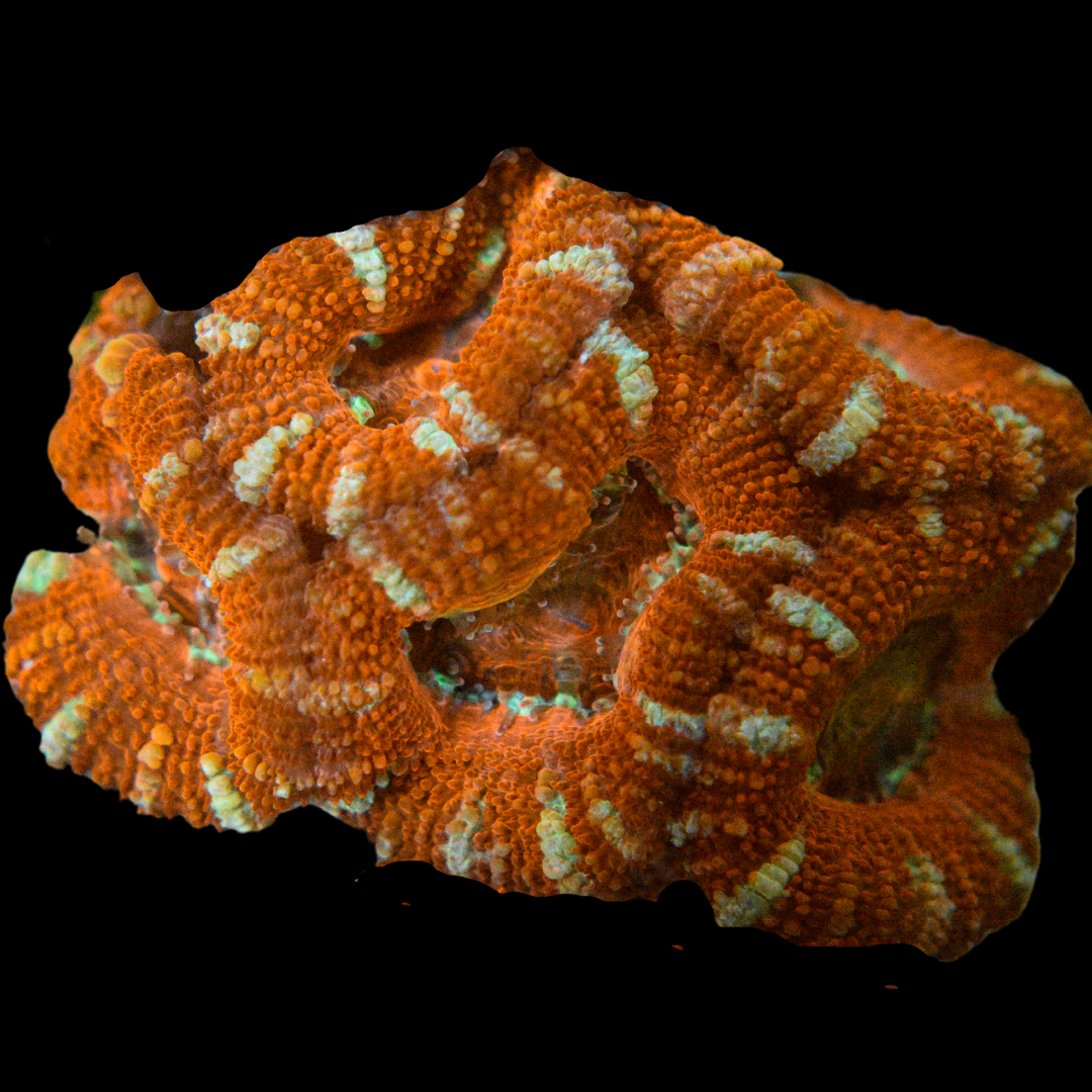 Acan Coral Frag 5