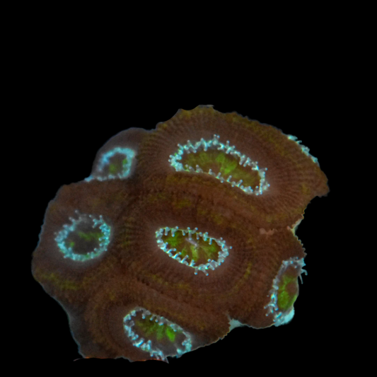 Acan Coral Frag 7