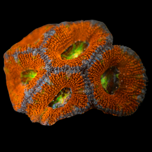 Ultra Acan Coral Frag 2