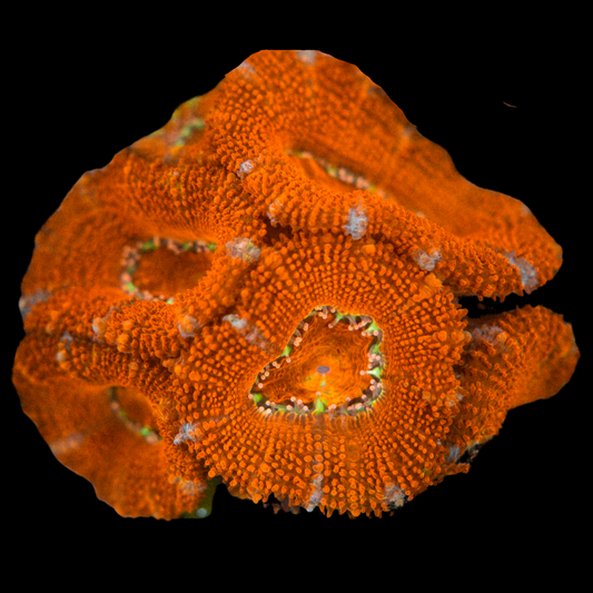 Acan Coral Frag 4