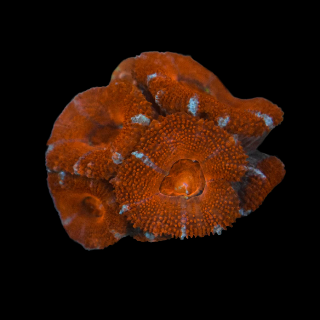 Acan Coral Frag 4