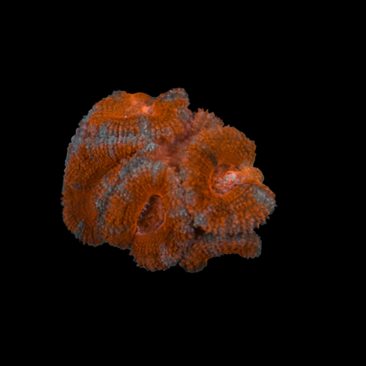 Acan Coral Frag 6