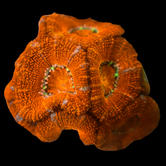 Acan Coral Frag 3