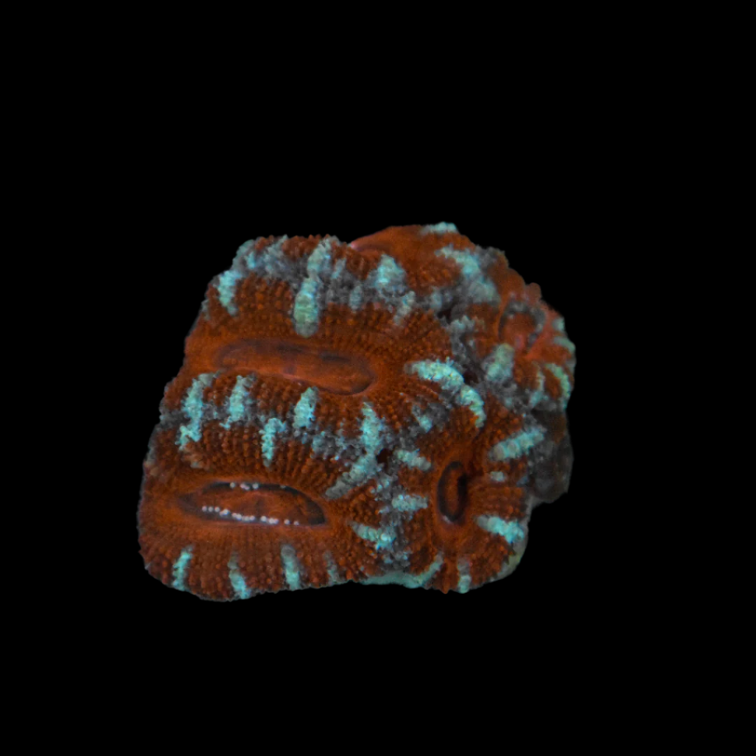 Acan Coral Frag 2