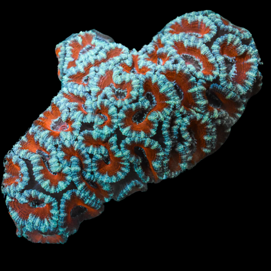 Acan Coral 4