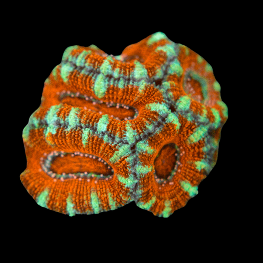 Acan Coral Frag 2