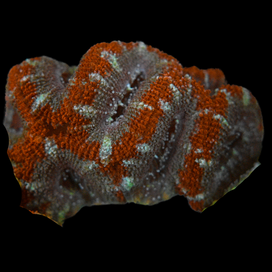 Acan Coral Frag 1