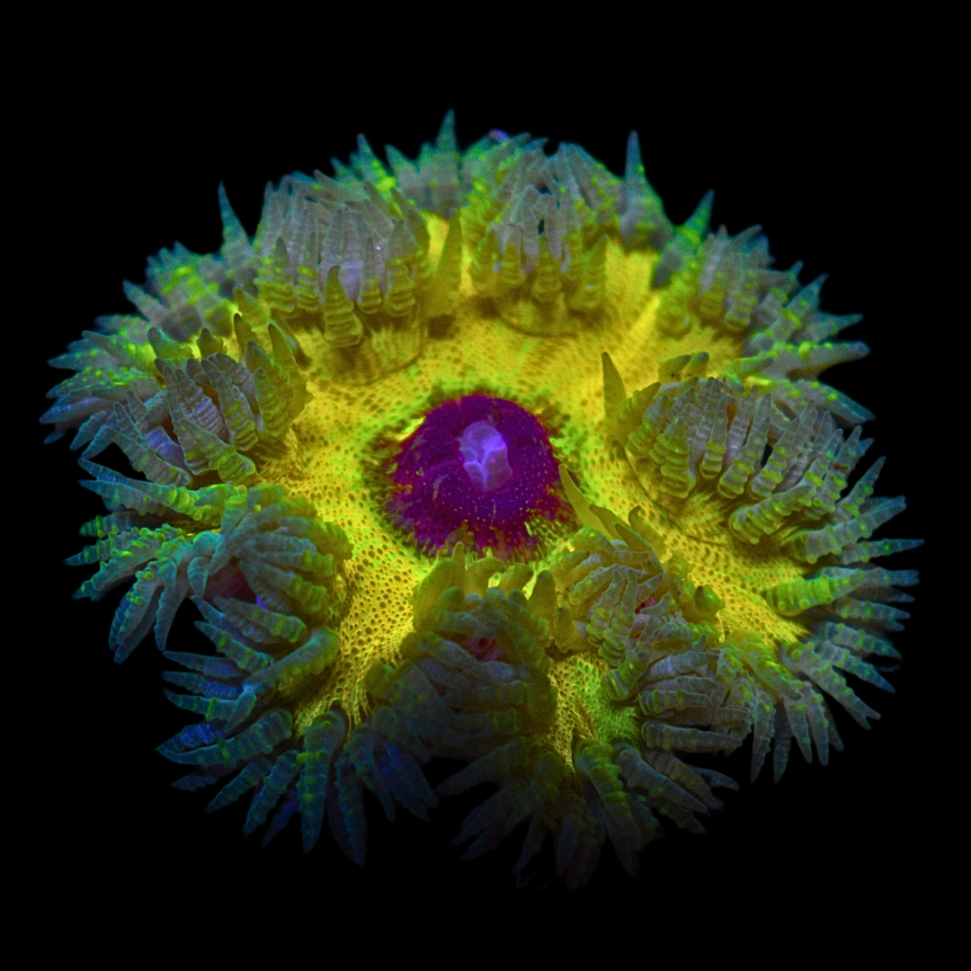 WYSIWYG Ultra Rock Flower Anemone 31