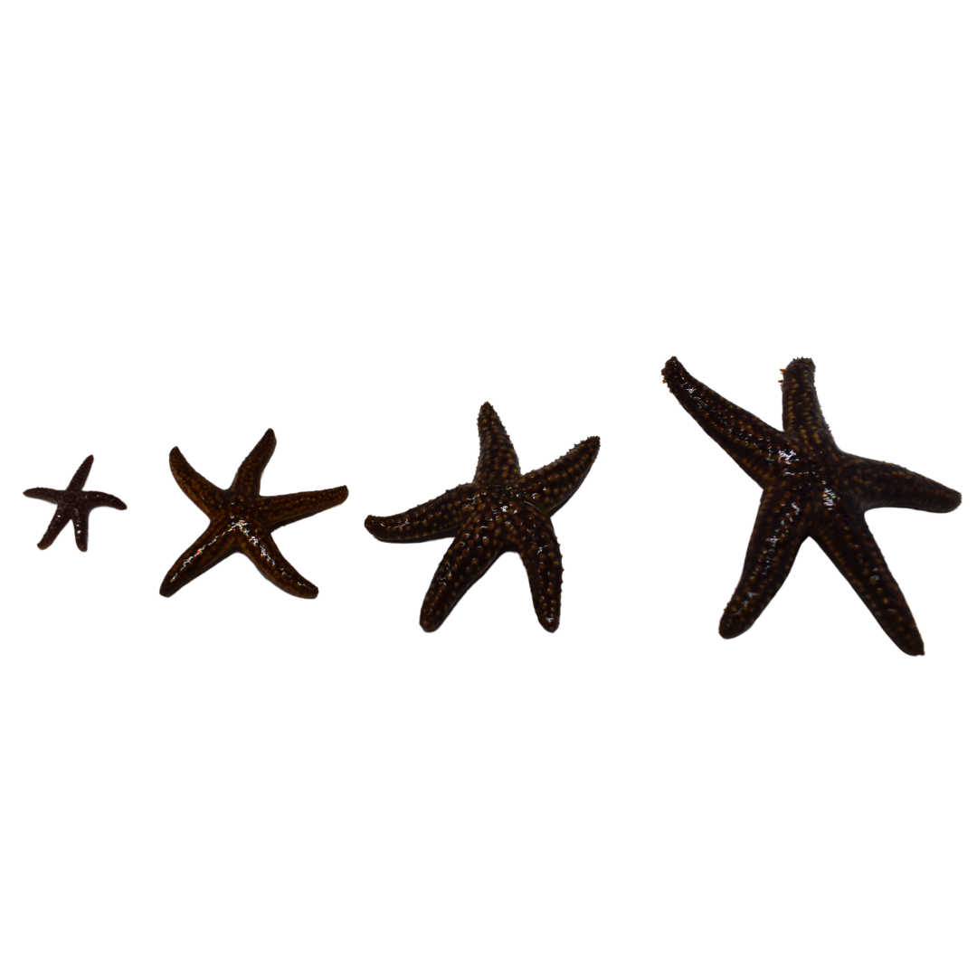 Common Starfish (Large)