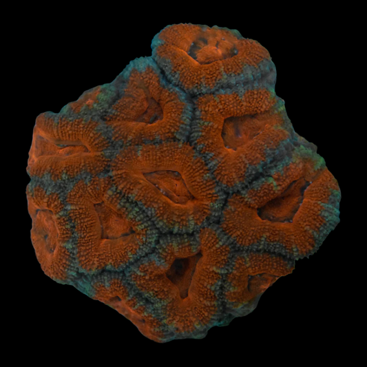 Small Acan 1