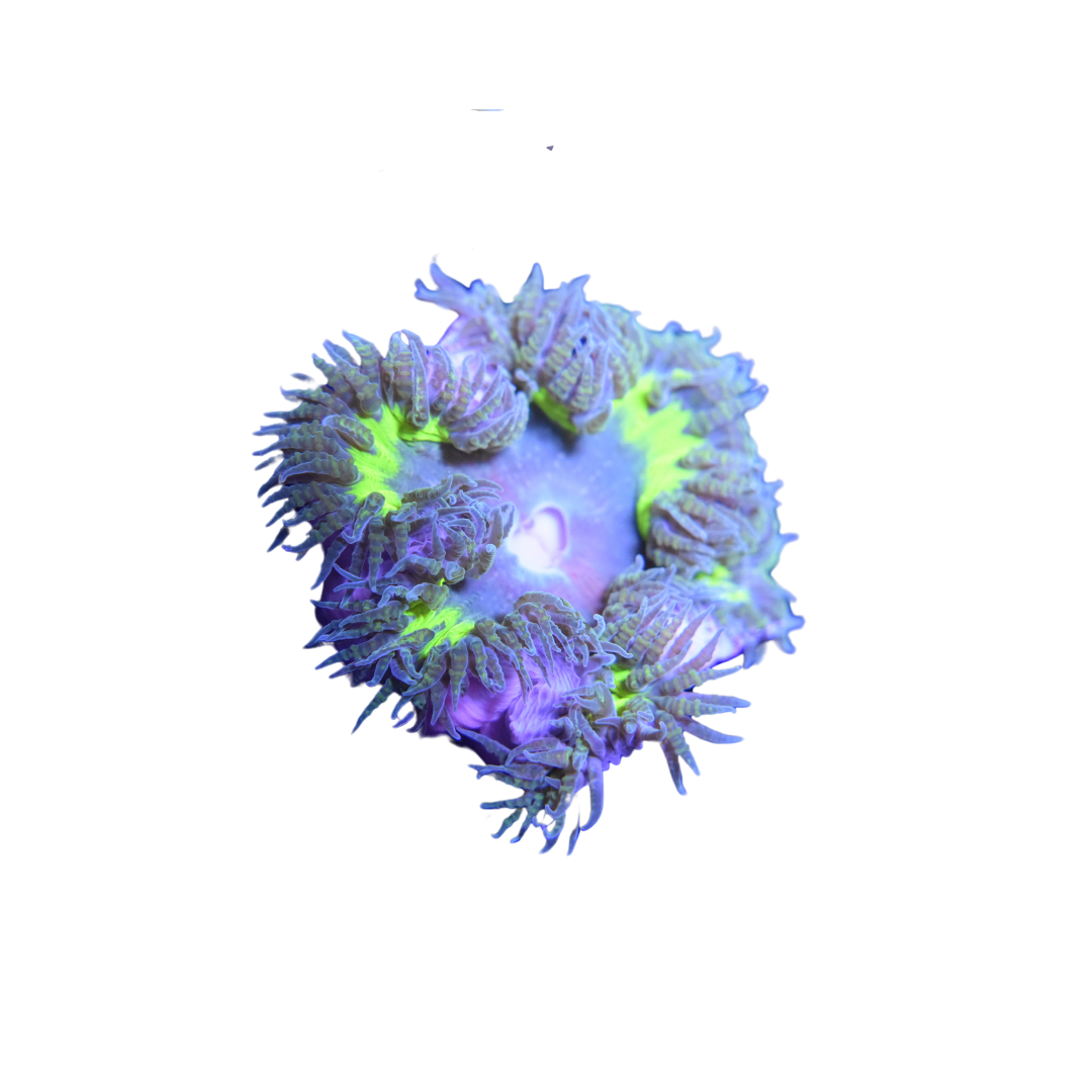 Green Burst Ultra Rock Flower Anemone (3 pack)