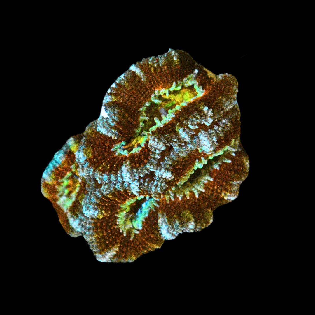 WYSIWYG Ultra Acan Frag 1