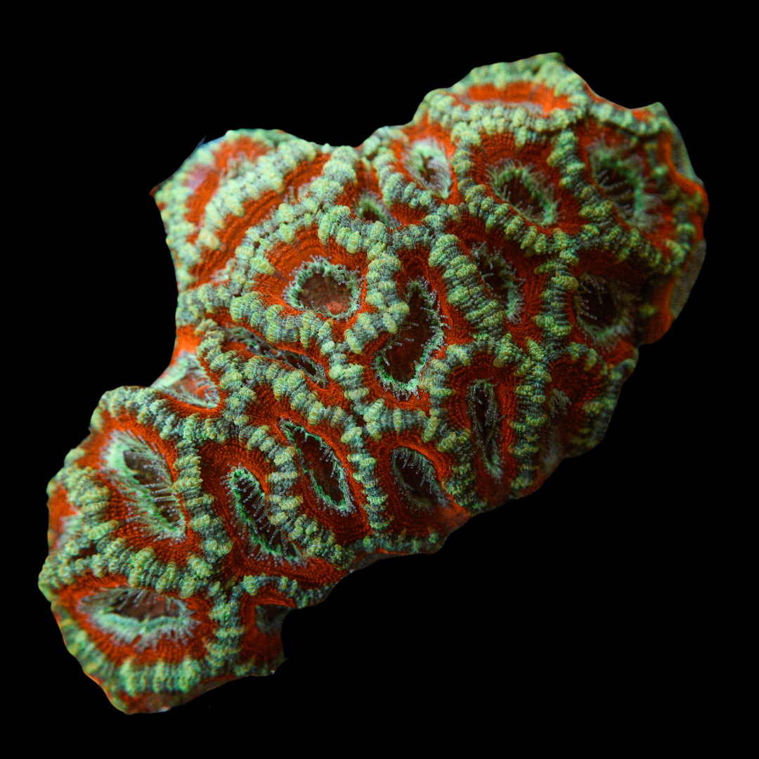 Acan Coral 4