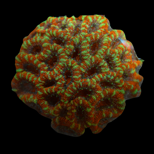 Acan Coral 3