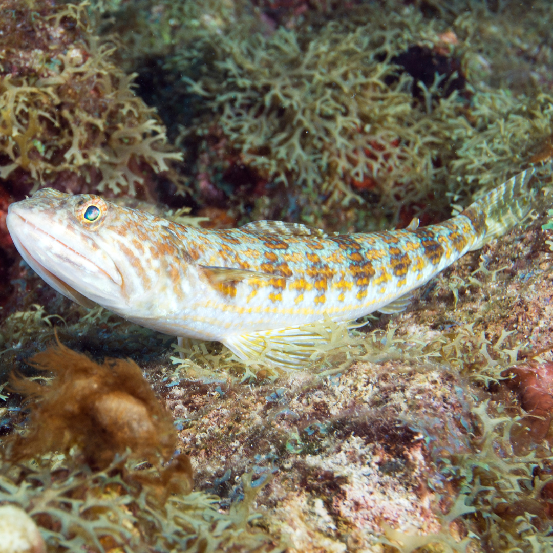 Caribbean Lizardfish XXL (8-10 inches)