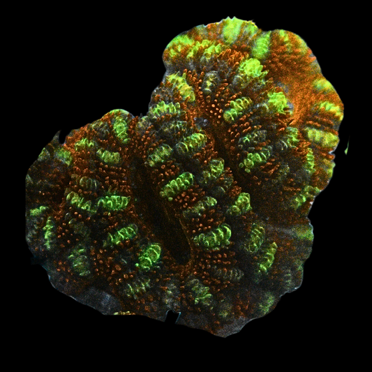 WYSIWYG Acan Frag 36