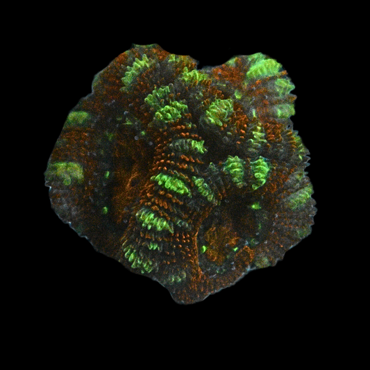 WYSIWYG Acan Frag 37