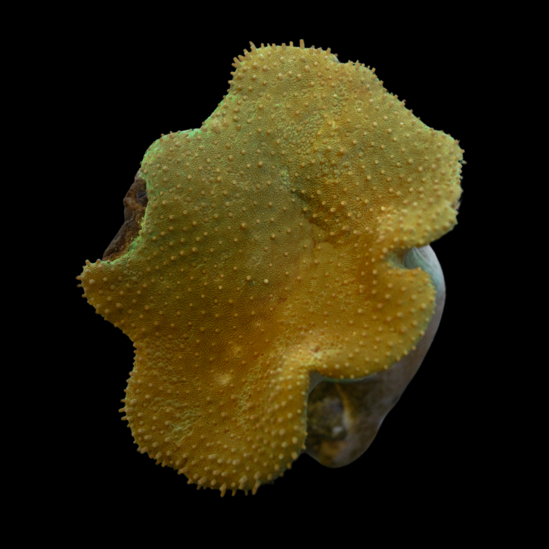 Leather Coral Frag