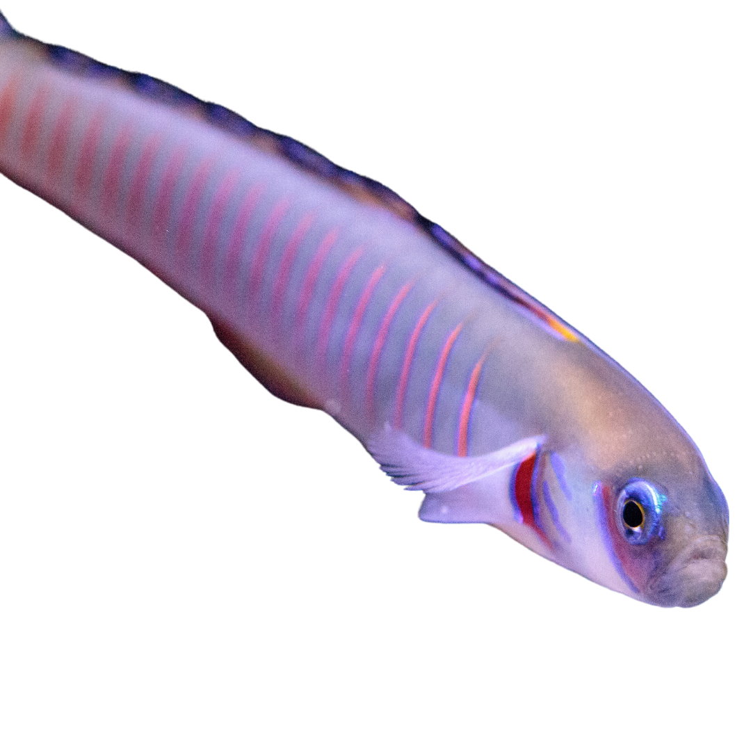 Bar Goby (medium)