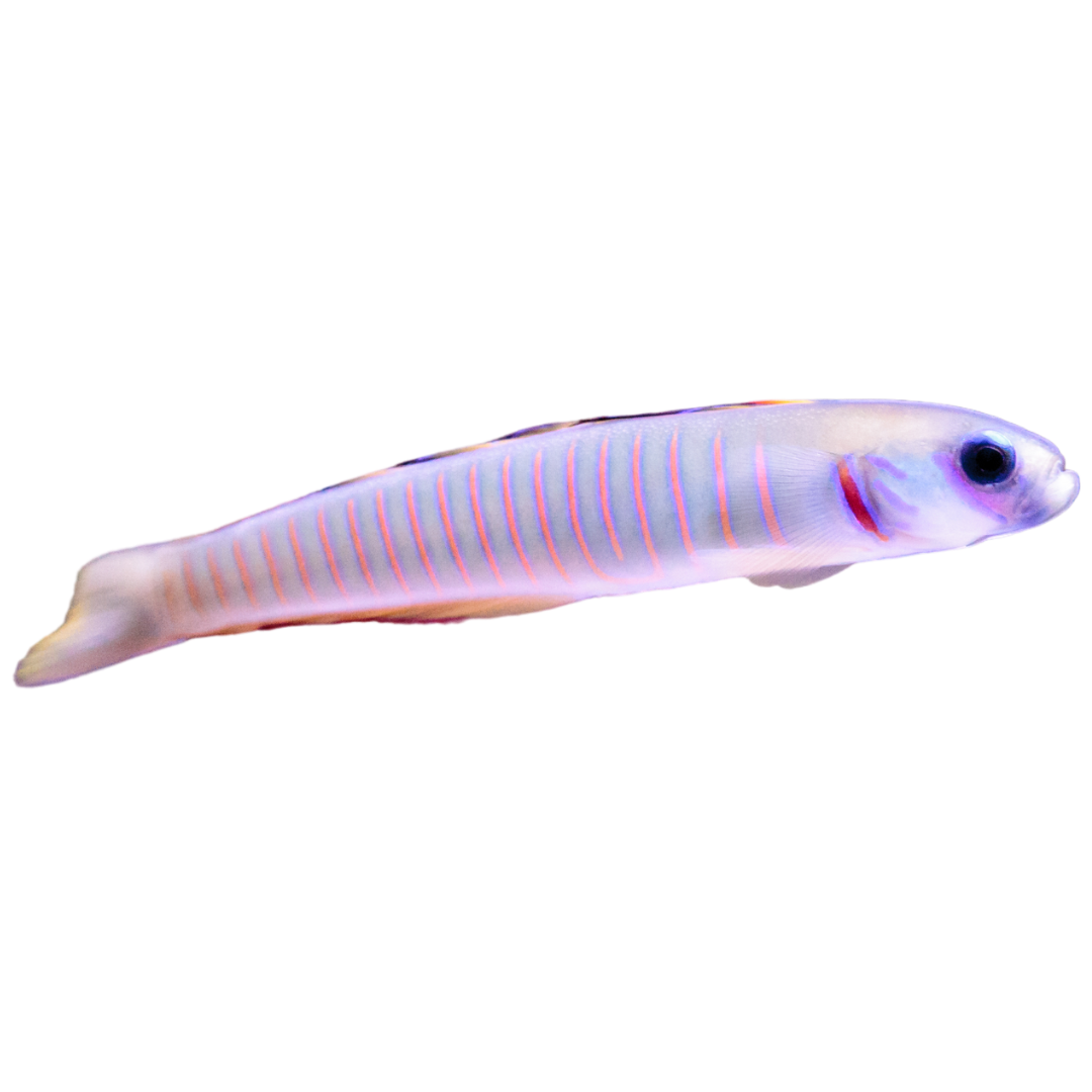 Bar Goby (medium)