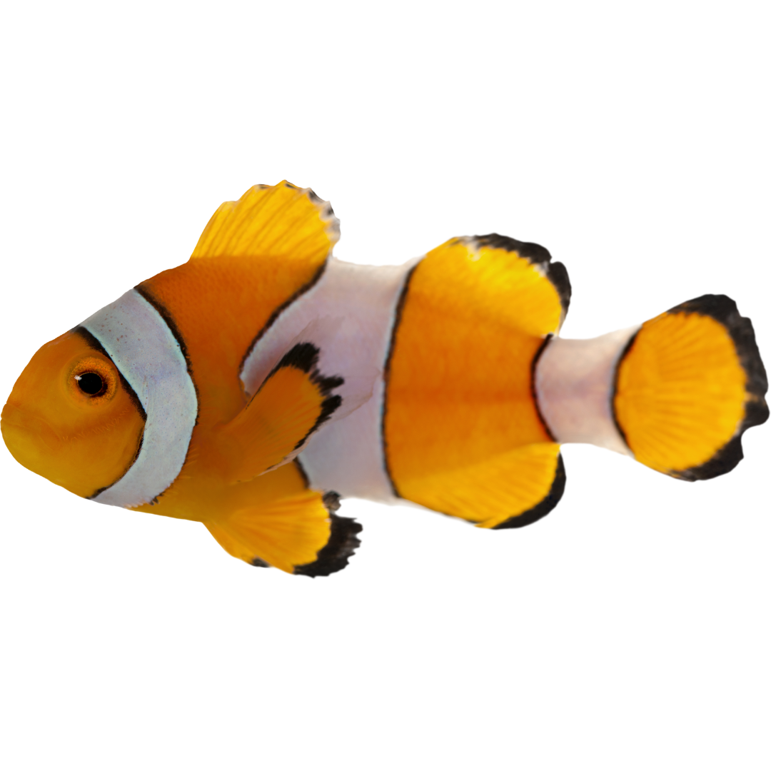 Tank Raised Oscellaris Clownfish