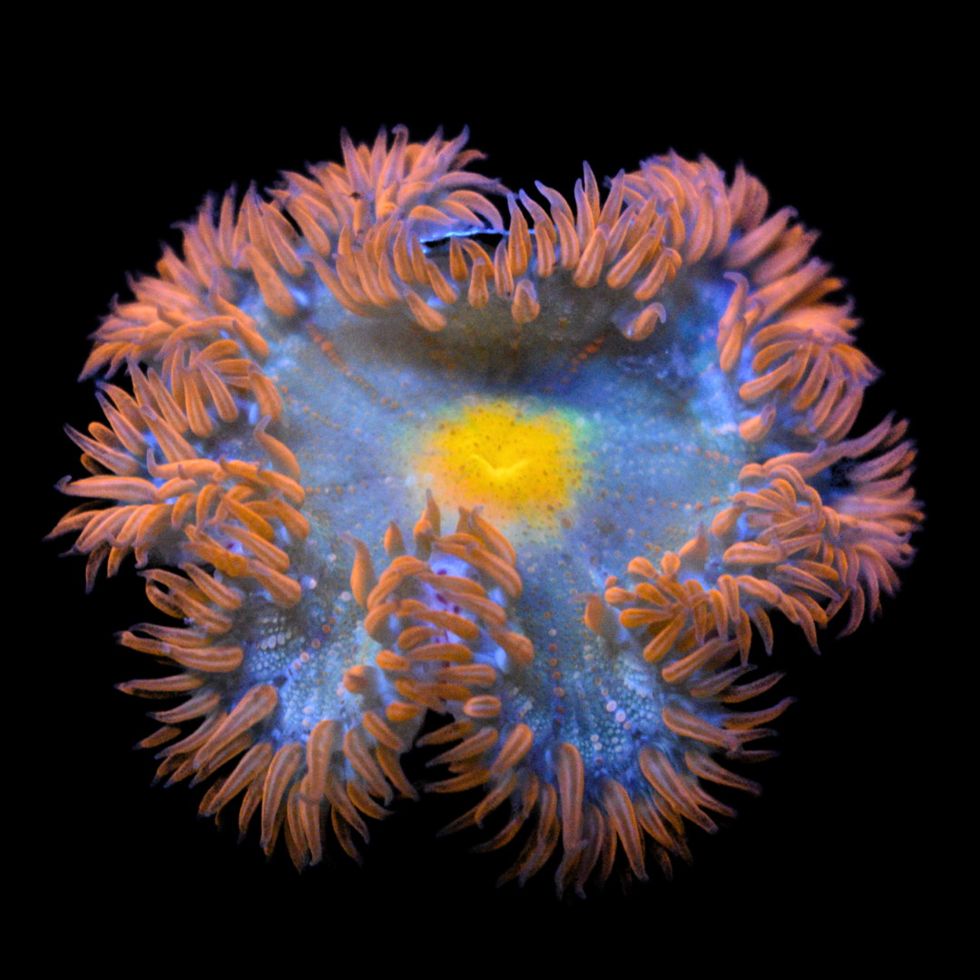 WYSIWYG Ultra Rock Flower Anemone 18