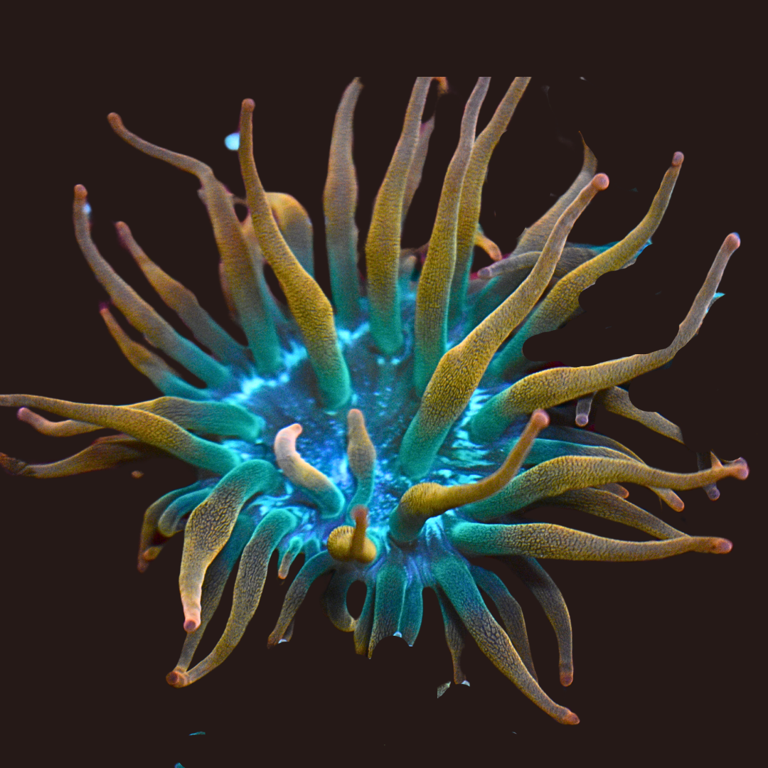 Rose Bubble Tip Anemone (medium)