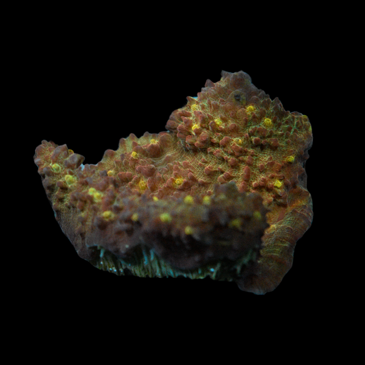 Red Chalice Coral 1