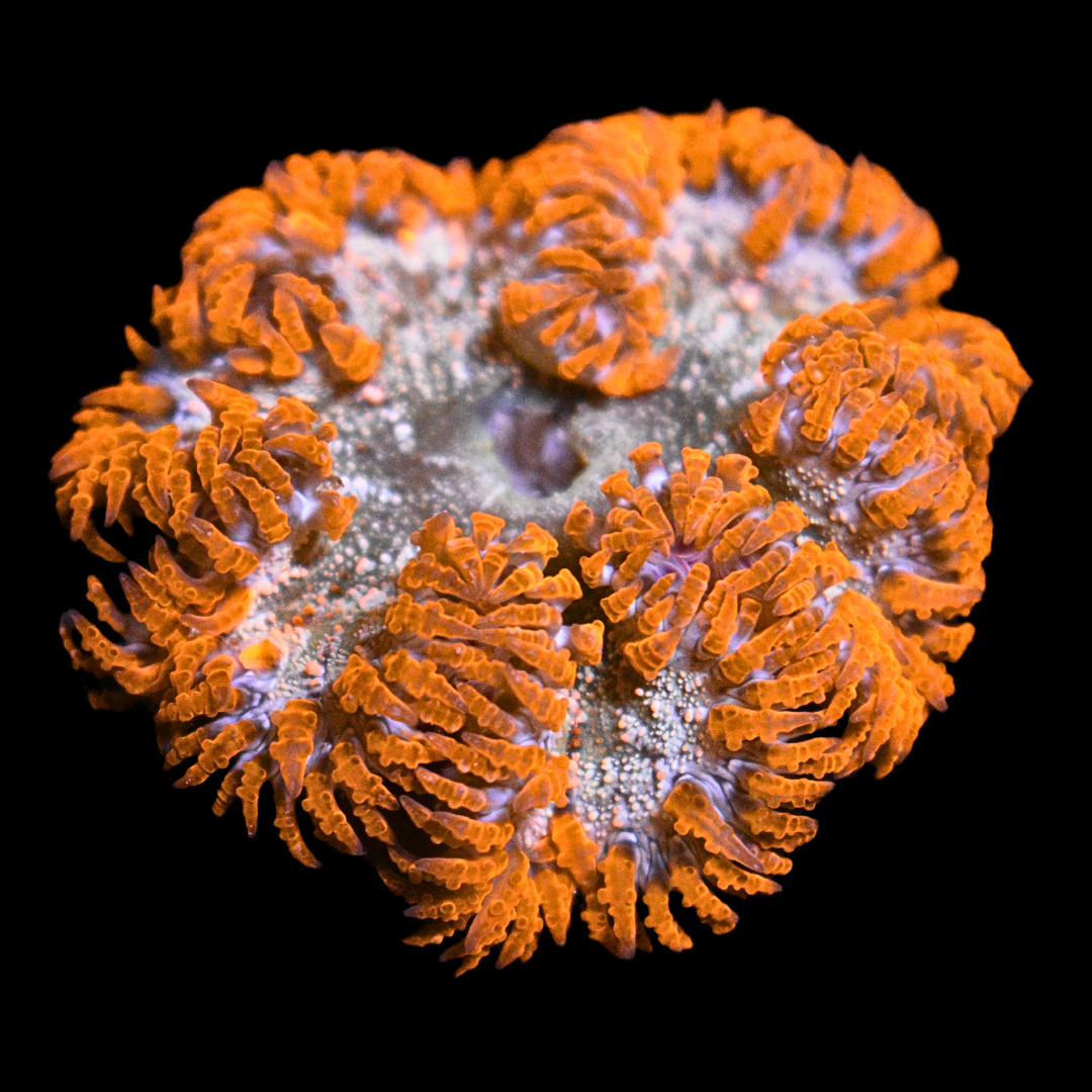 WYSIWYG Ultra Rock Flower Anemone 20