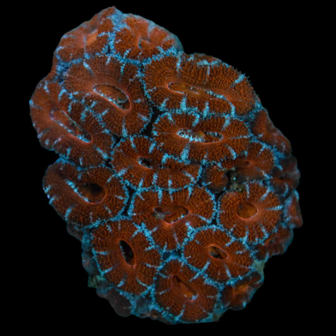 Small Acan 2