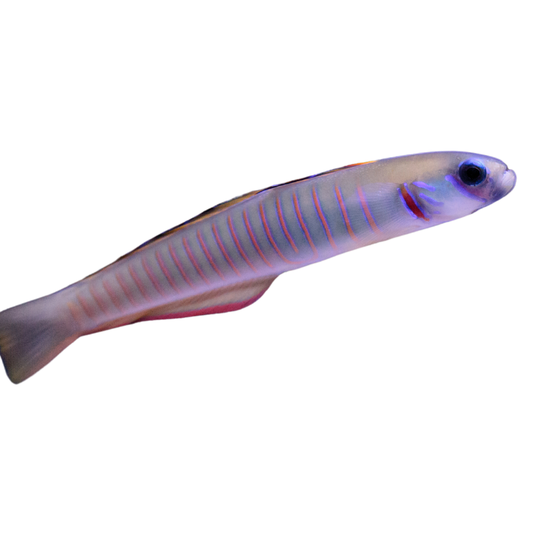 Bar Goby (medium)