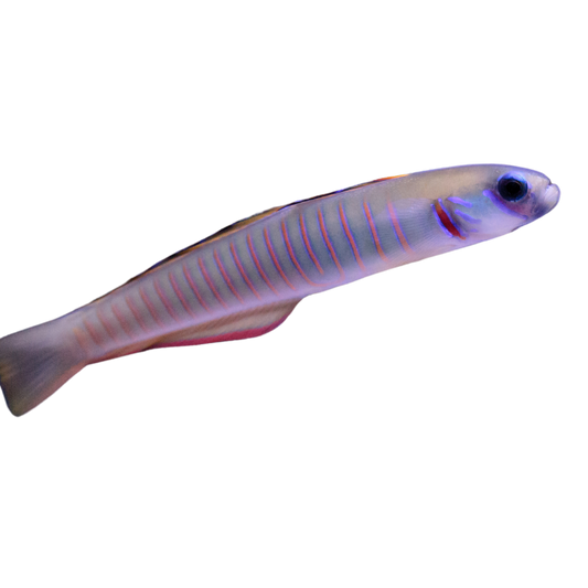 Bar Goby (medium)