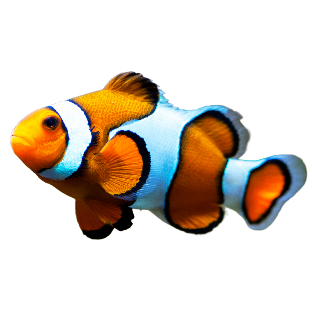 Tank Raised Oscellaris Clownfish