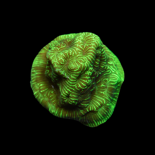 WWC Flubber Leptoseris Frag