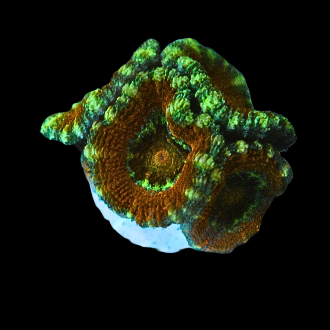 WYSIWYG Acan Frag 43