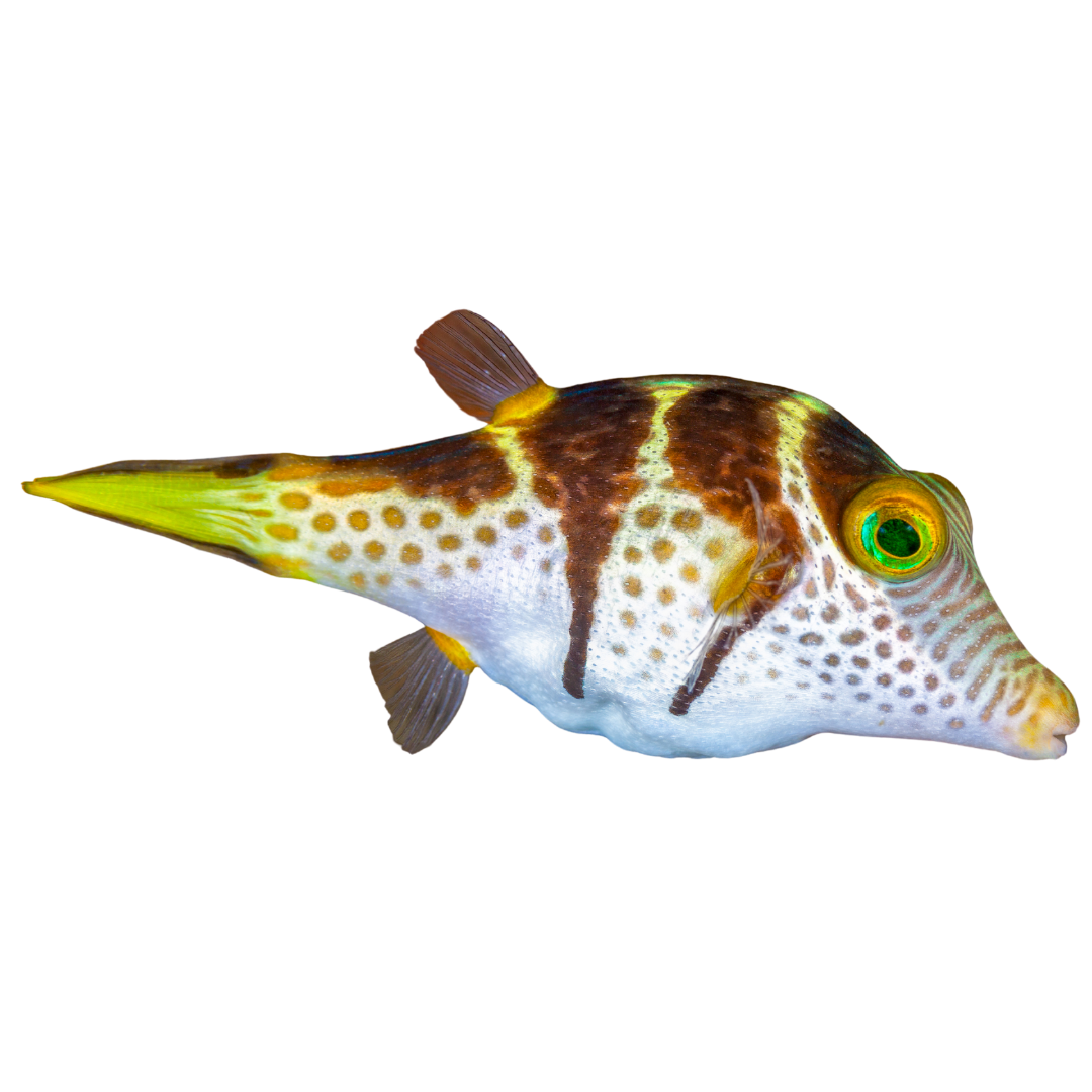 Valentini Pufferfish (small)