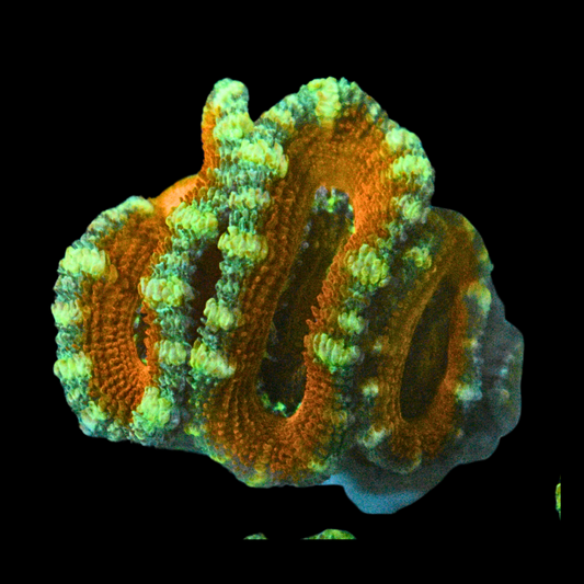 WYSIWYG Acan Frag 44