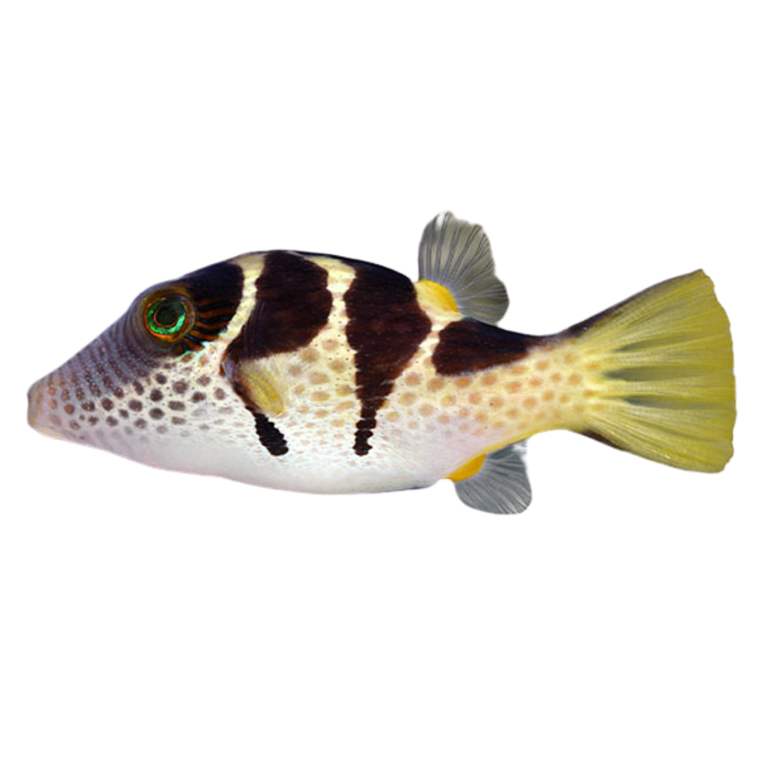 Valentini Pufferfish (small)