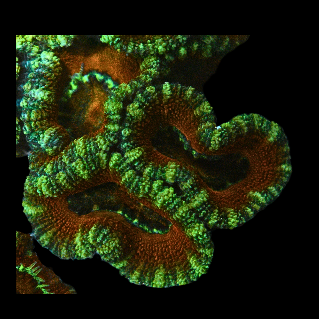 WYSIWYG Acan Frag 46