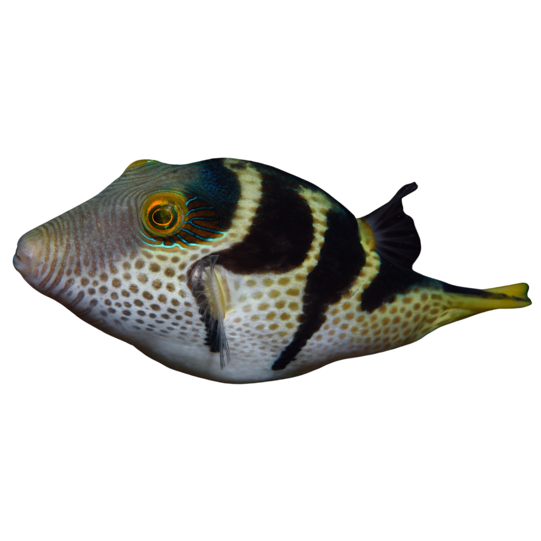 Valentini Pufferfish (small)